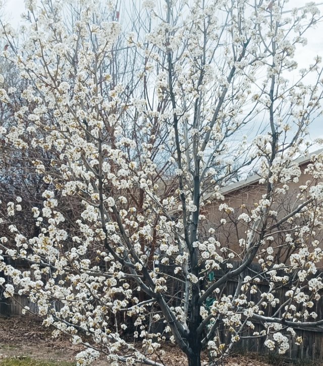IMG_20250407_135503.jpg