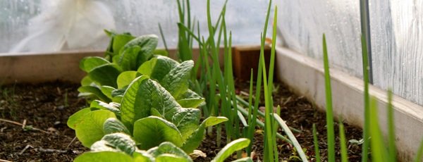 cloche-veggies-long.jpg