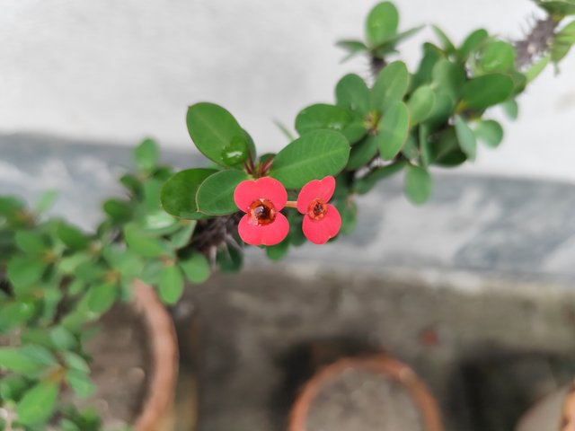 IMG_20250619_121906.jpg