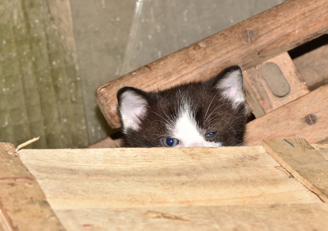 kitten hiding 2.jpg