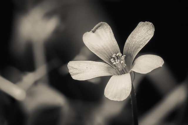 DSC_7303-2-BW-3-ST2.png