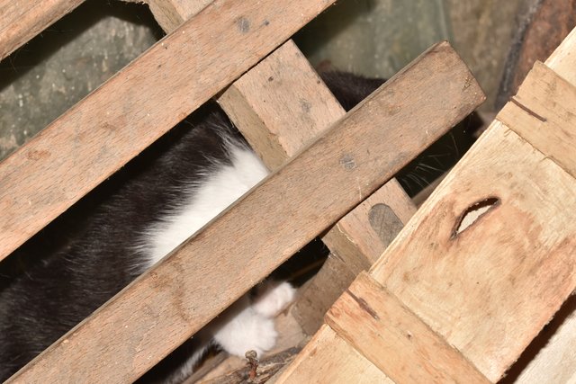 kitten hiding 1.jpg