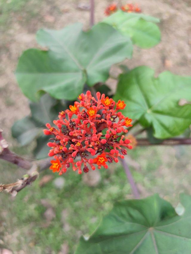 IMG_20250317_162151.jpg