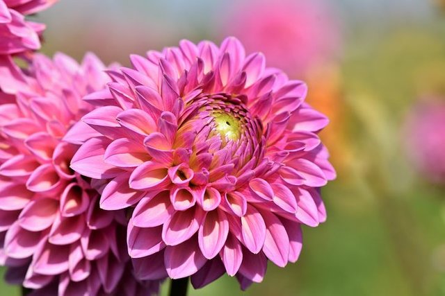 dahlia-3587368__480.jpg