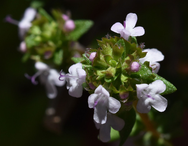Thyme flowers 2.jpg
