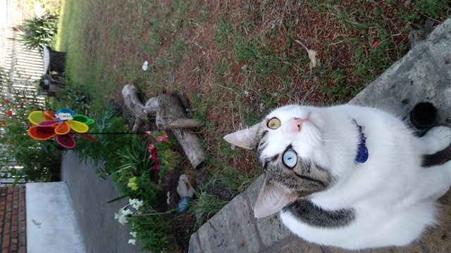 IMG_20181017_154428.jpg