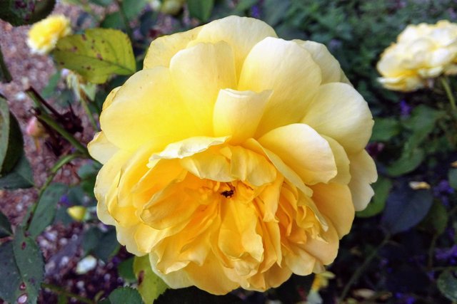 roses last days.jpg