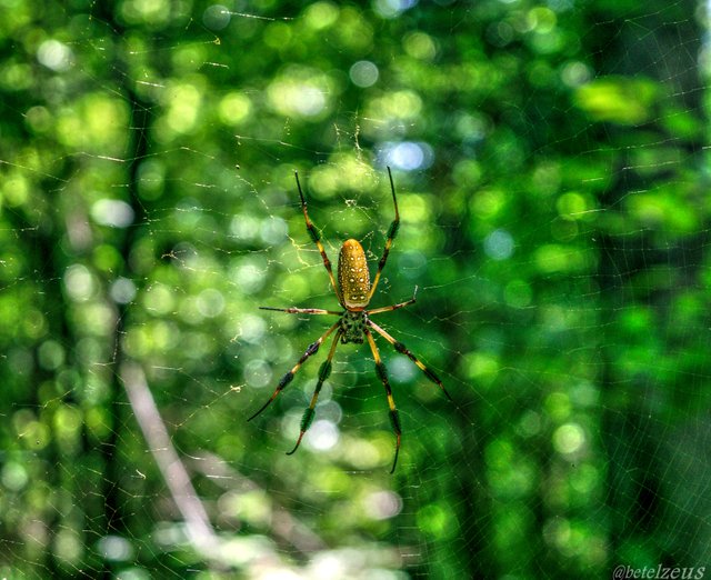 Spider - btlz3k.jpg