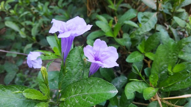 IMG_20220711_151513.jpg