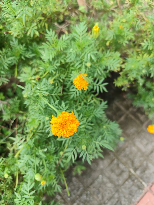 IMG_20250702_115000.jpg
