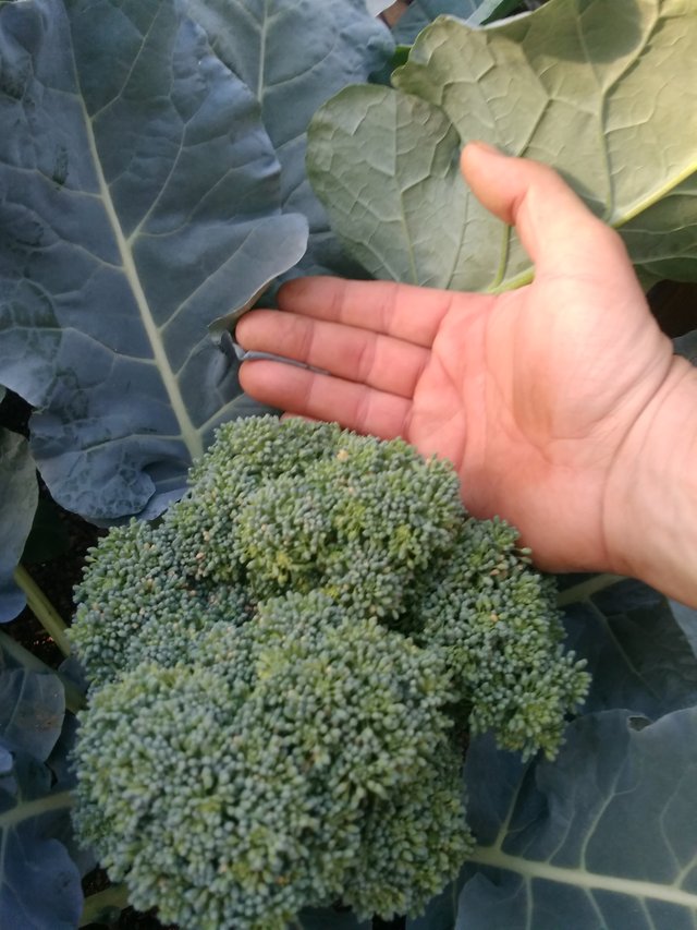 IMG_20180429_182100.jpg