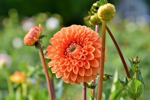 dahlia-3542889__480.jpg