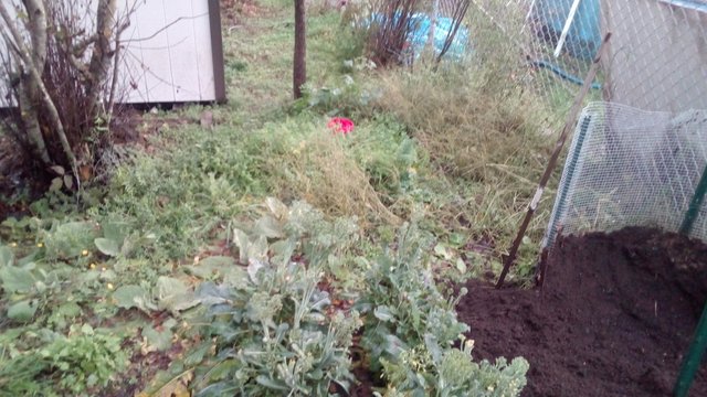 IMG_20181127_131143.jpg