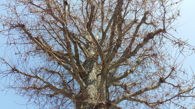 Bare Branches 2.jpg