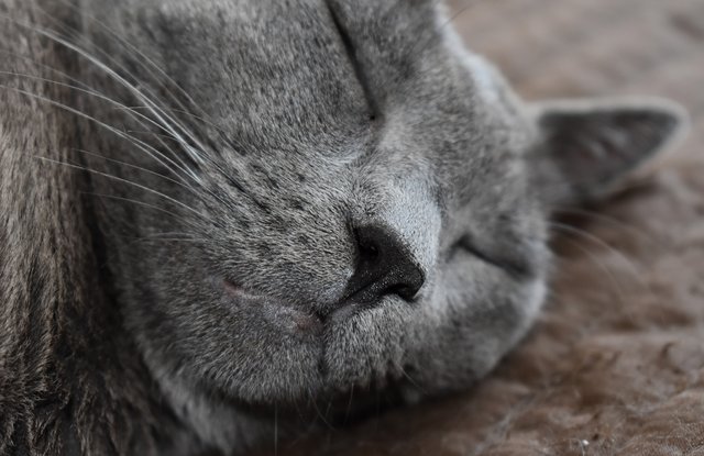 Suzi sleeping 2.jpg