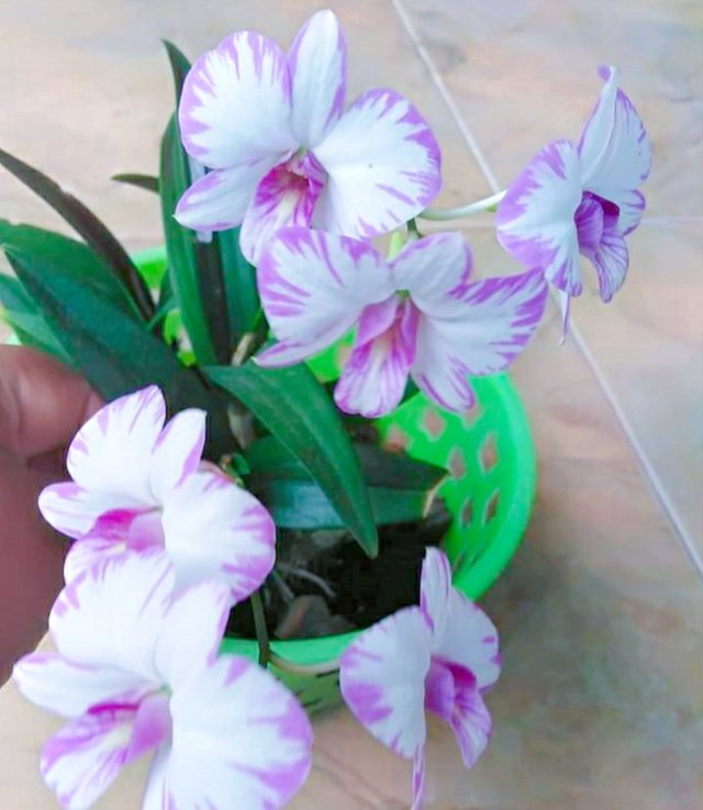 IMG_20200312_120752.JPG