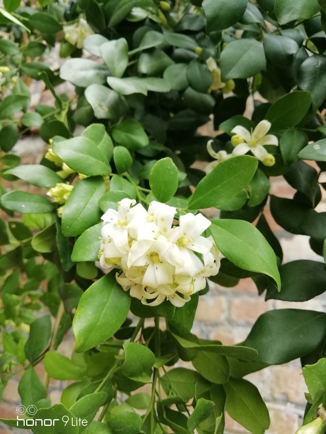 IMG_20180610_111234.jpg