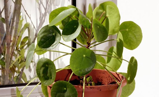 chinese-money-plant.jpg