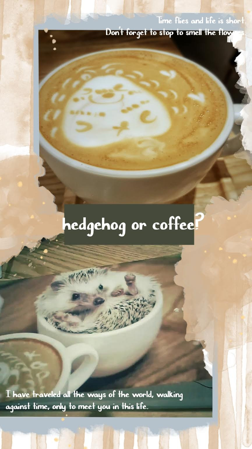 hedgehog.jpg
