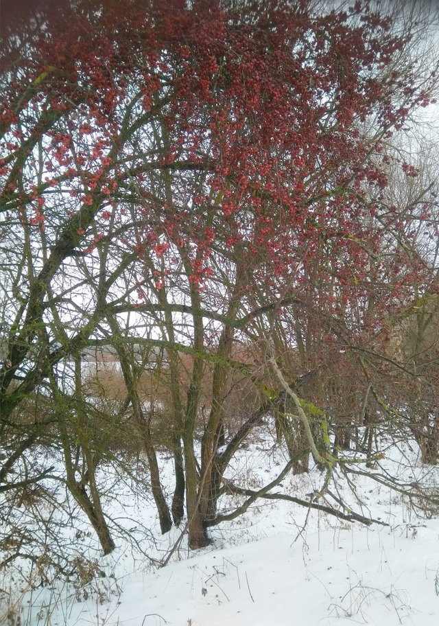 IMG_20190103_222543.jpg
