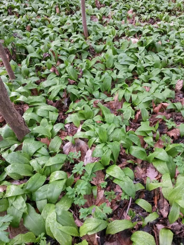 野菜6.jpg