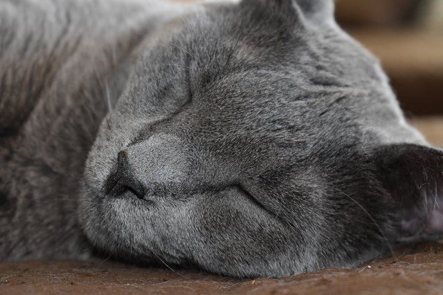 Suzi sleeping 1.jpg