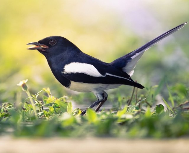 National Bird Doyle — Steemit