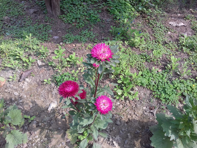 IMG_20180210_110508.jpg
