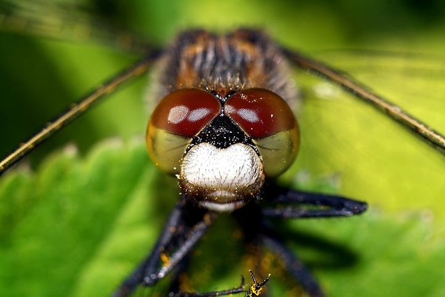 insect-3449489__480.jpg