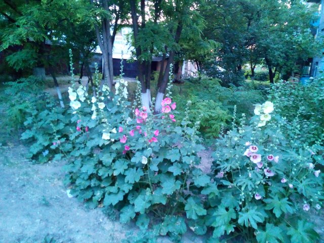 IMG_20180613_202226.jpg