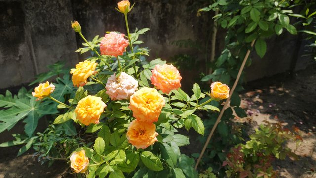 IMG_20220711_151826.jpg