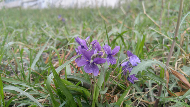 20180406_084809_HDR.jpg