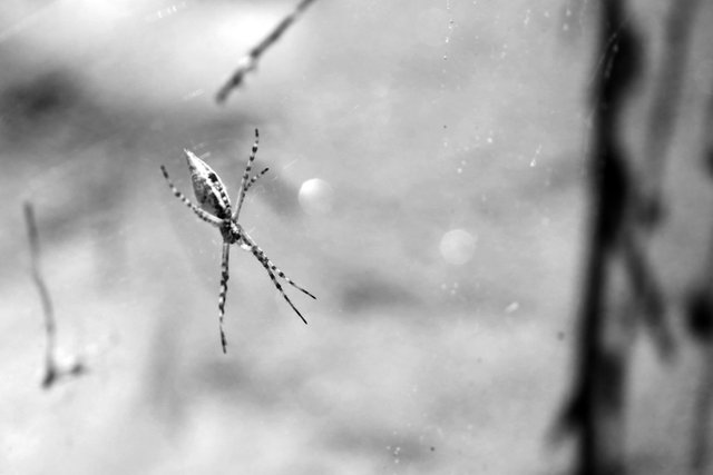 spidey sense BW.jpg
