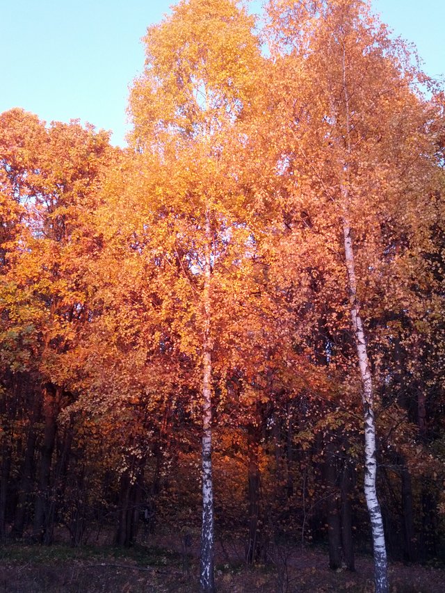 IMG_20181013_171712.jpg