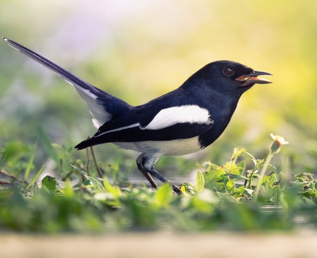 National Bird Doyle — Steemit