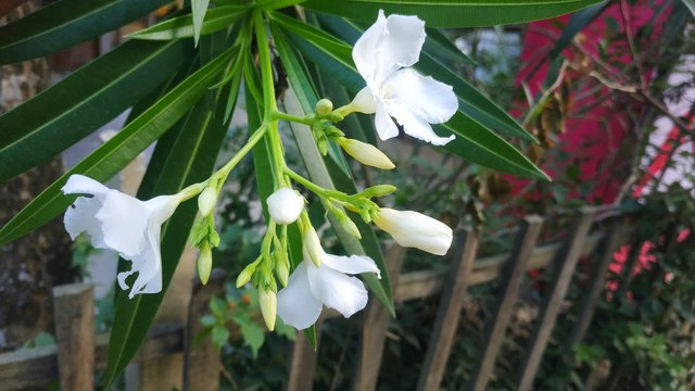 IMG_20220711_151651.jpg