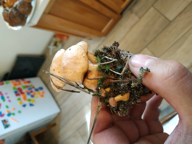 IMG_20180923_120627.jpg