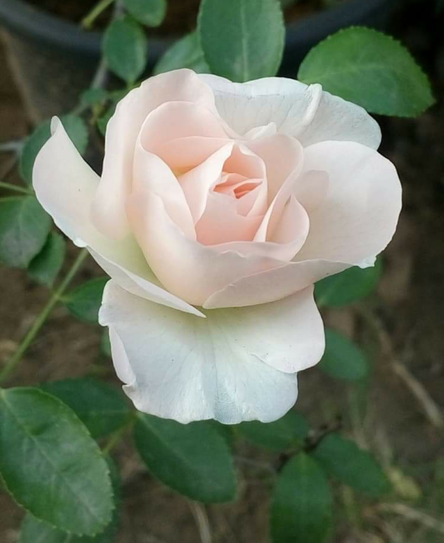 IMG_20180312_170553.png
