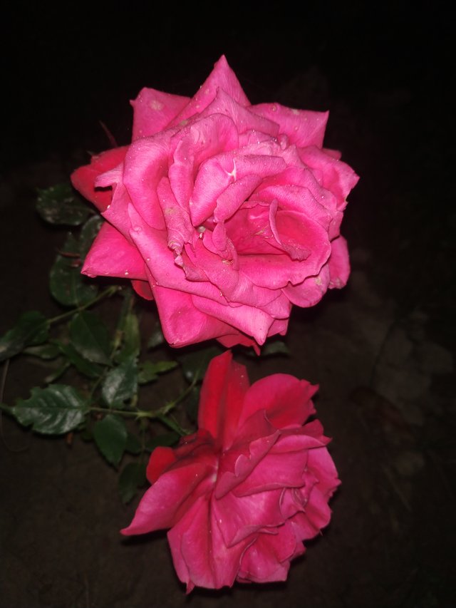 IMG_20220301_212728.jpg
