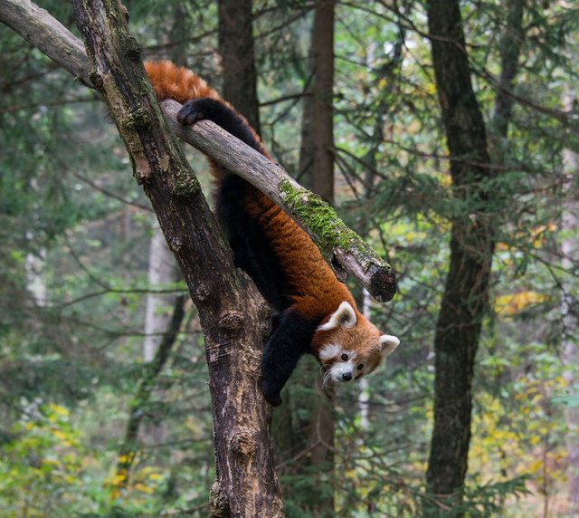 fox-1030885_960_720.jpg