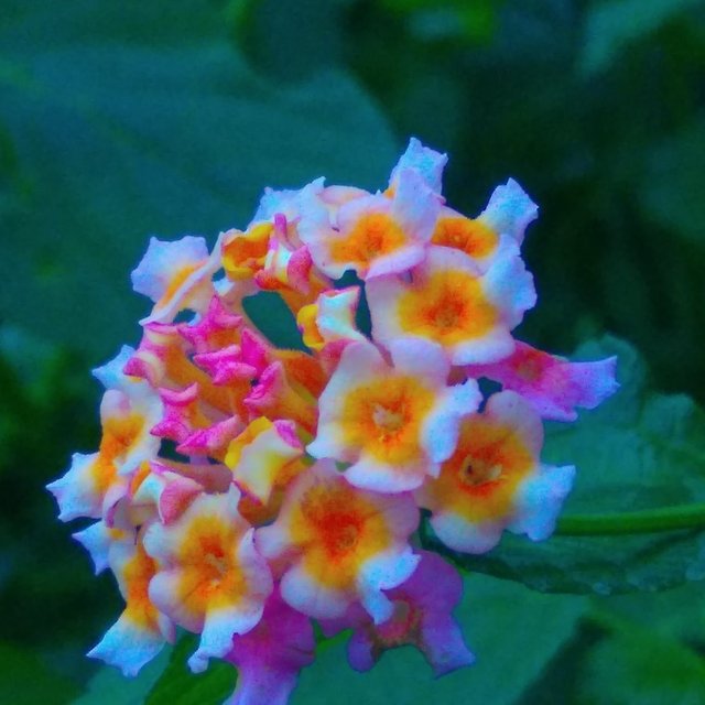IMG_20220901_061751.jpg