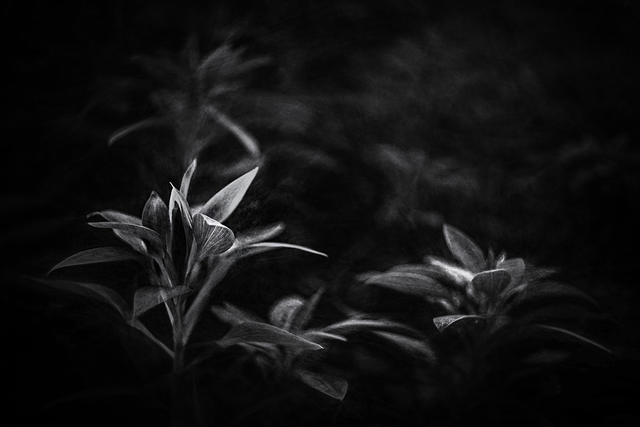 DSC01489-DV-BW-2-ST.png