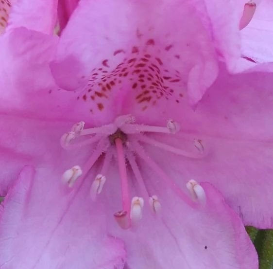 Rhododendron subg. Hymenanthes Flower  Steemit