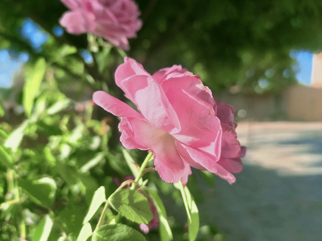 IMG_20230711_171814.jpg