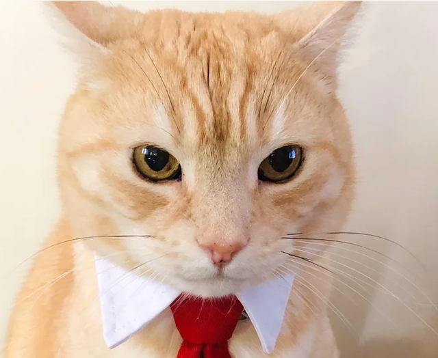 profressional cat.png