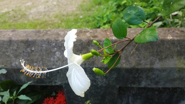 IMG_20220711_151721.jpg