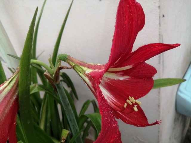 IMG_20200417_104918.jpg