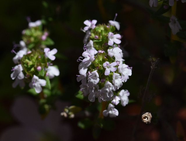 Thyme flowers 1.jpg