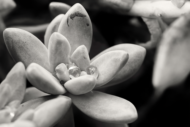 DSC_6802-2-DS-2-ST2.png
