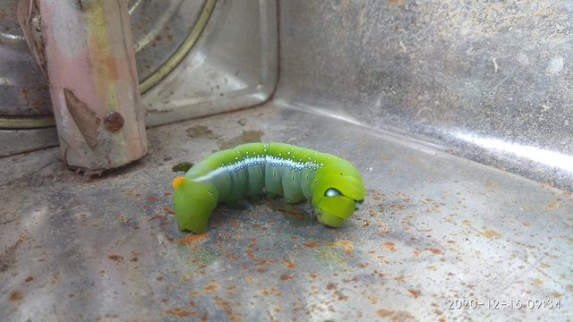 IMG_20201216_093455.jpg